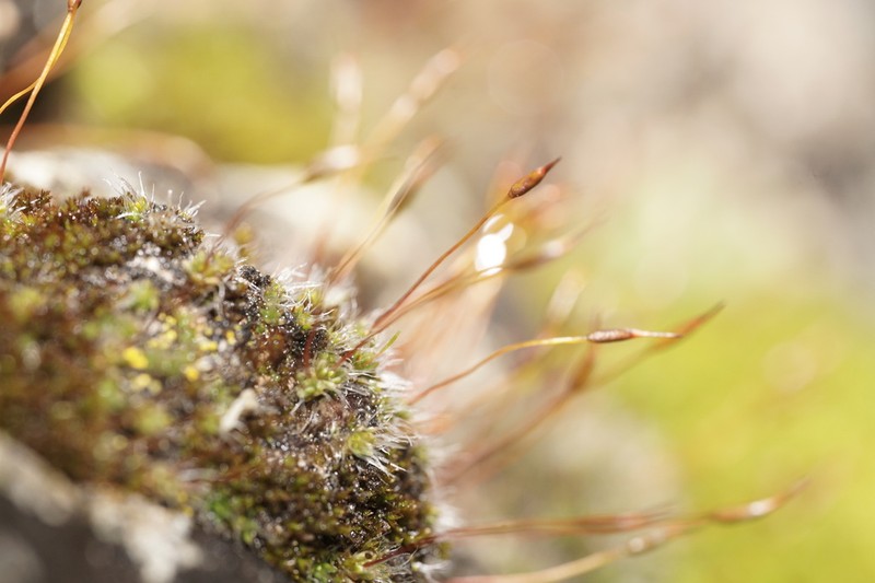 Crossidium Moss photo 7
