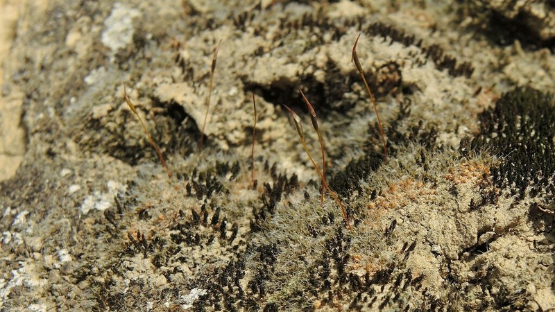 Crossidium Moss photo 8