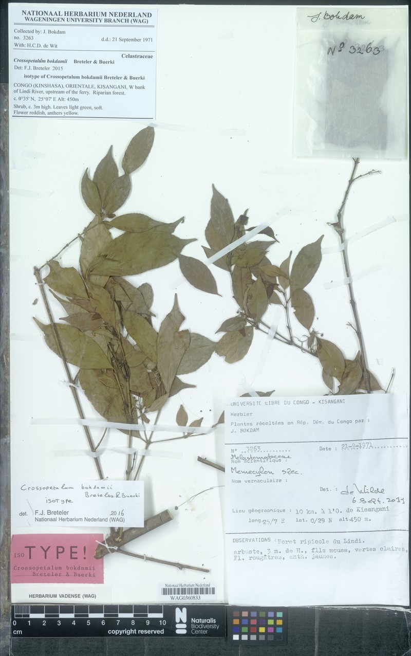 Crossopetalum bokdamii