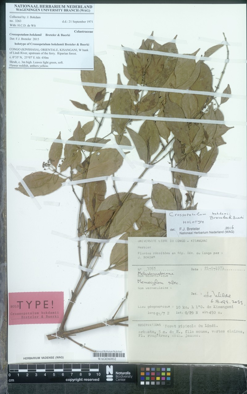 Crossopetalum bokdamii photo 2