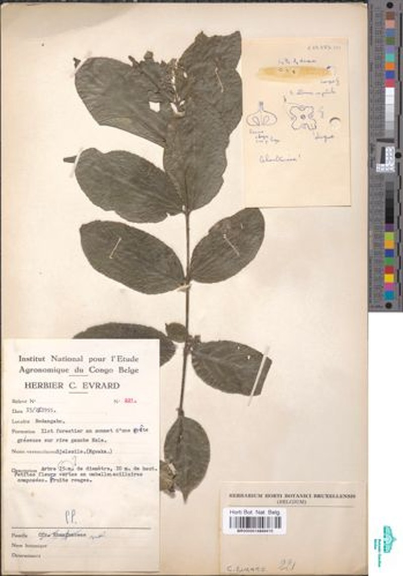 Crossopetalum bokdamii photo 3