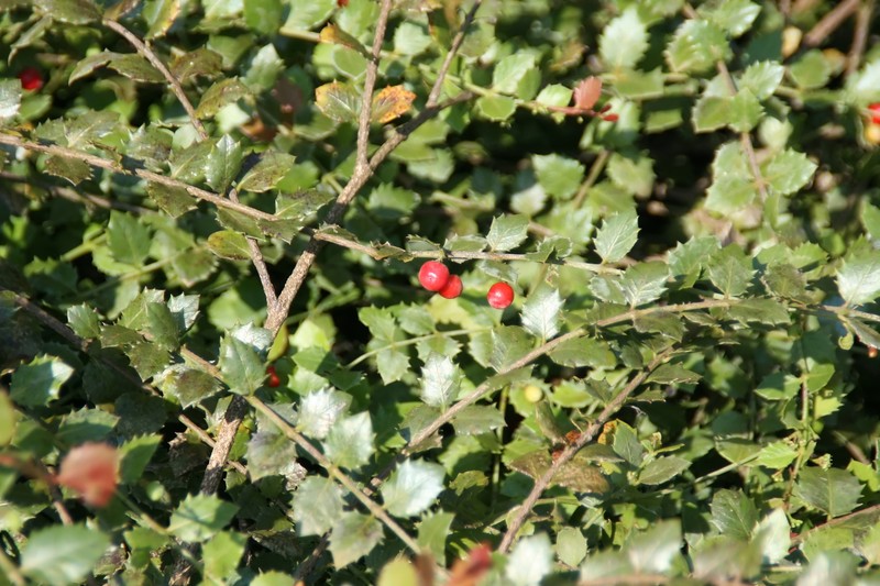 Christmasberry