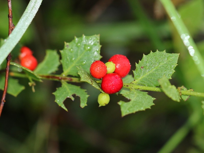Christmasberry