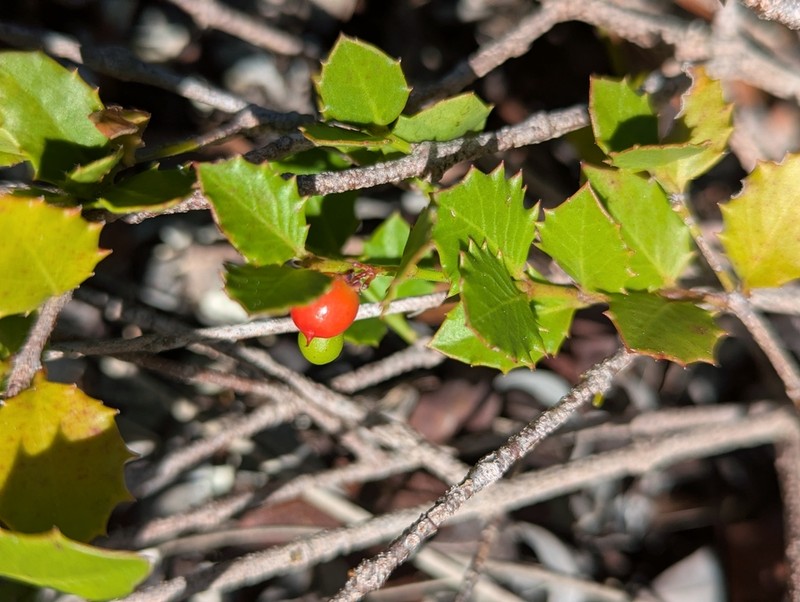 Christmasberry photo 4