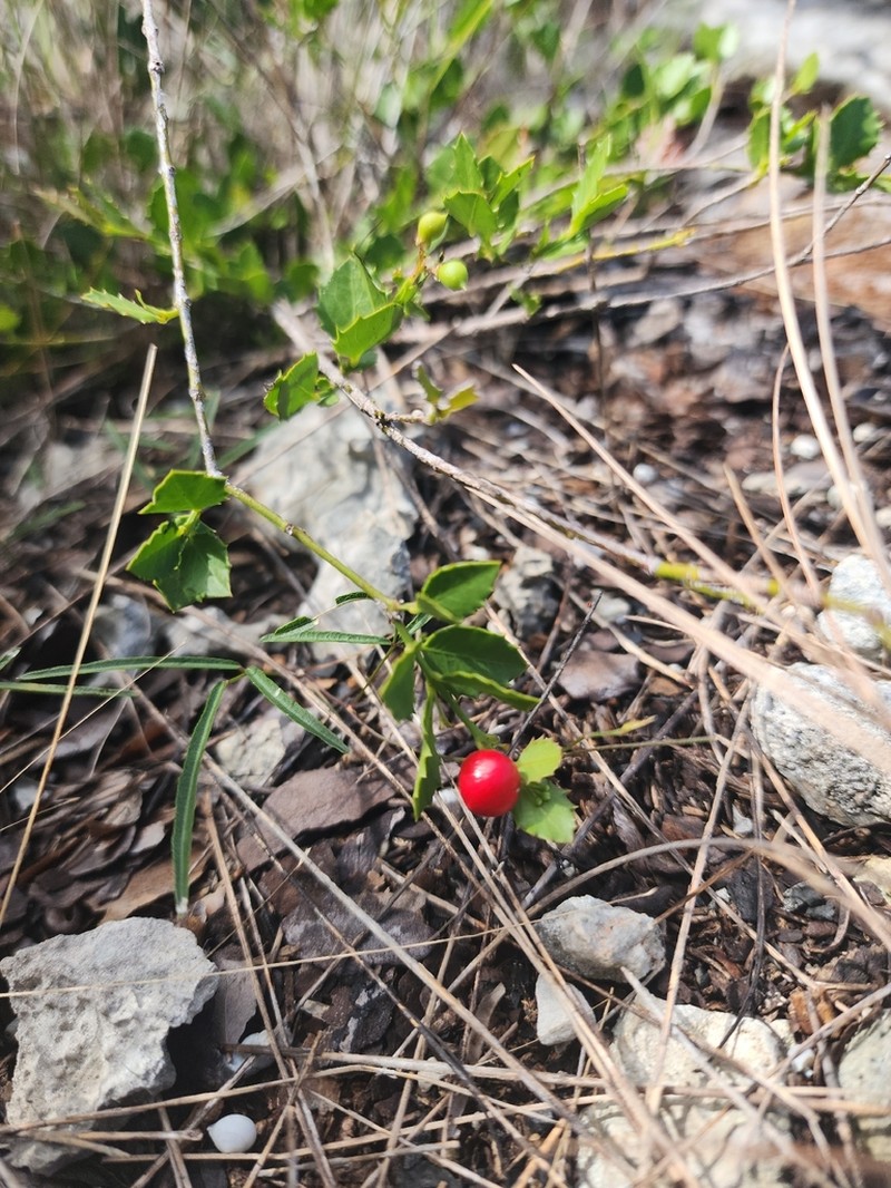 Christmasberry photo 5