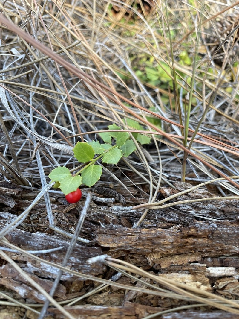 Christmasberry photo 6
