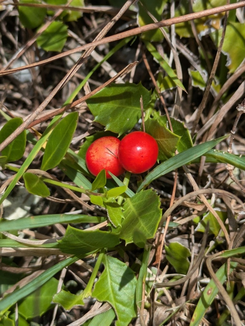 Christmasberry photo 7