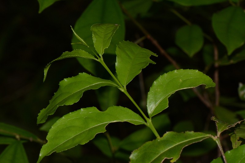 Crossopetalum mossambicense