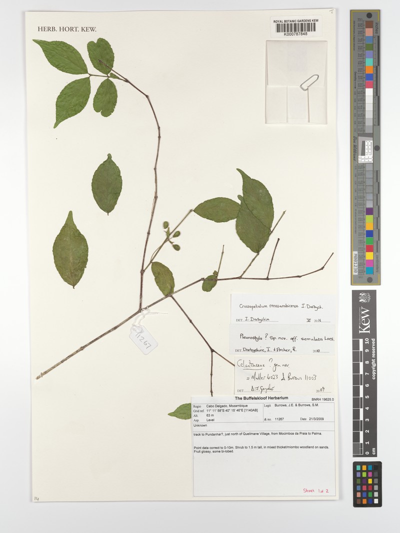 Crossopetalum mossambicense photo 2