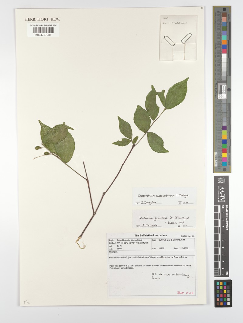 Crossopetalum mossambicense photo 3