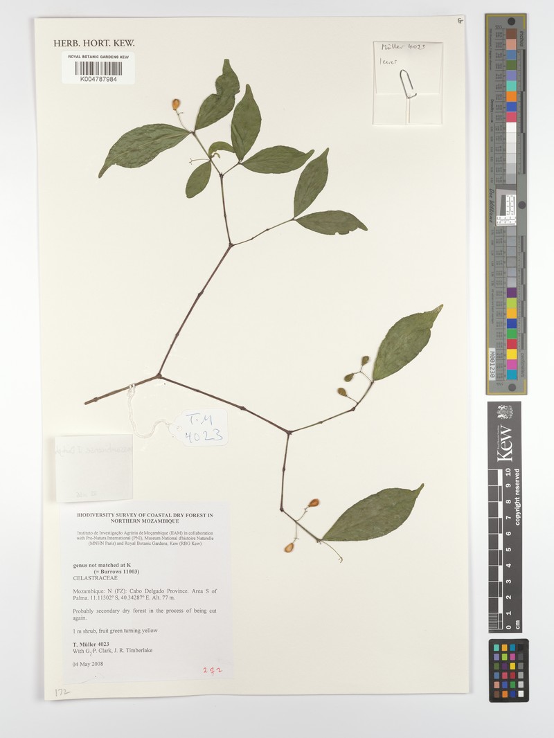 Crossopetalum mossambicense photo 4