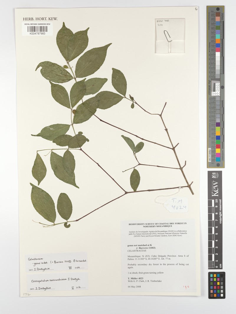 Crossopetalum mossambicense photo 5