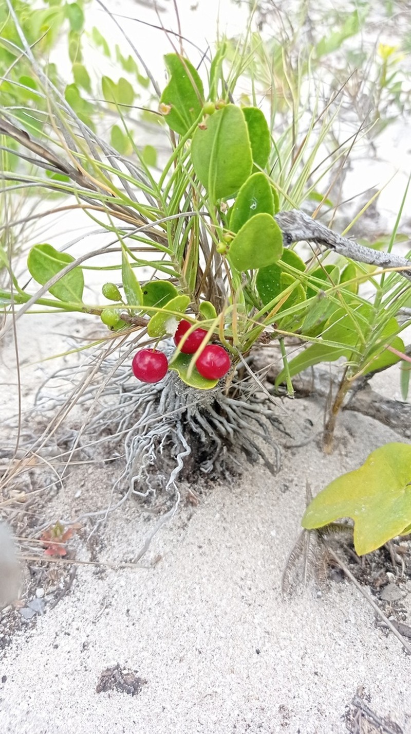Maidenberry