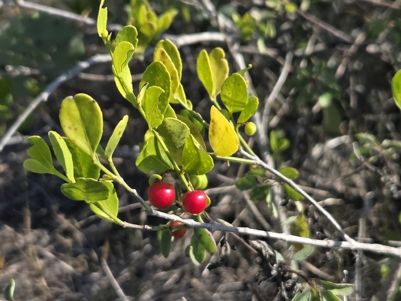 Maidenberry photo 3