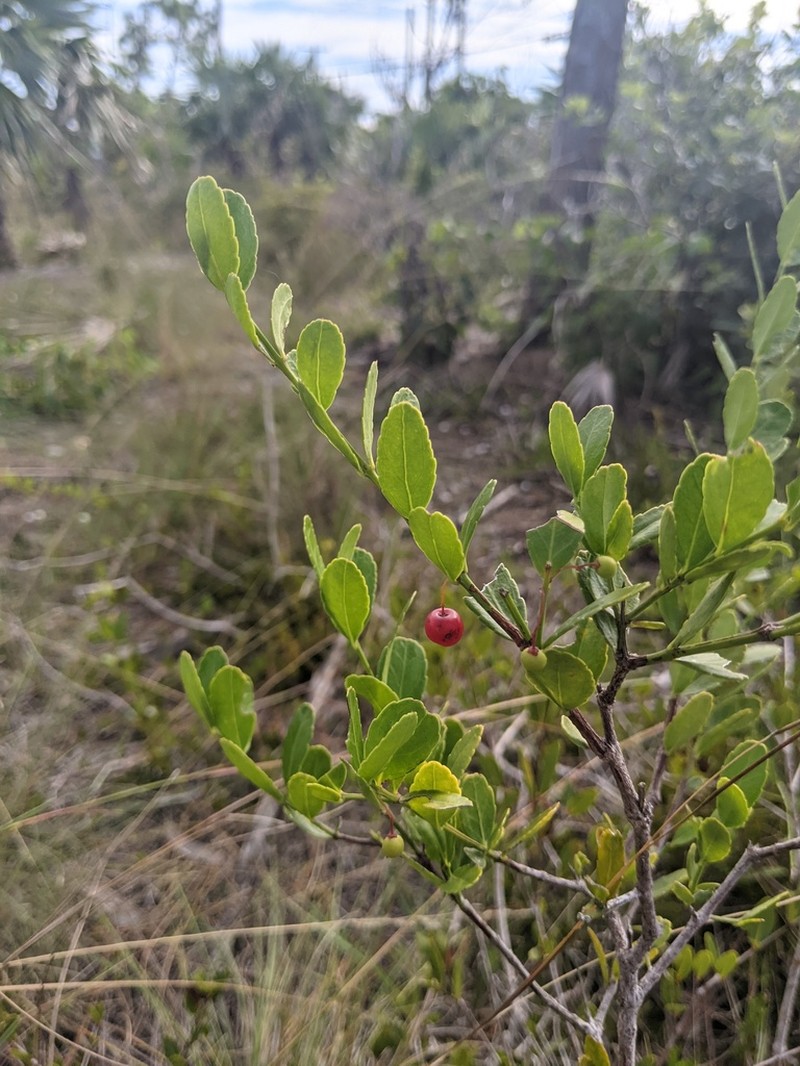 Maidenberry photo 5