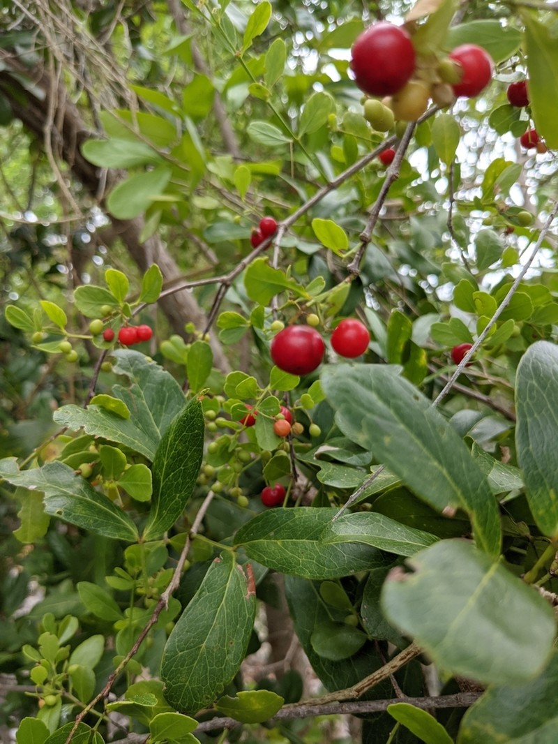 Maidenberry photo 7