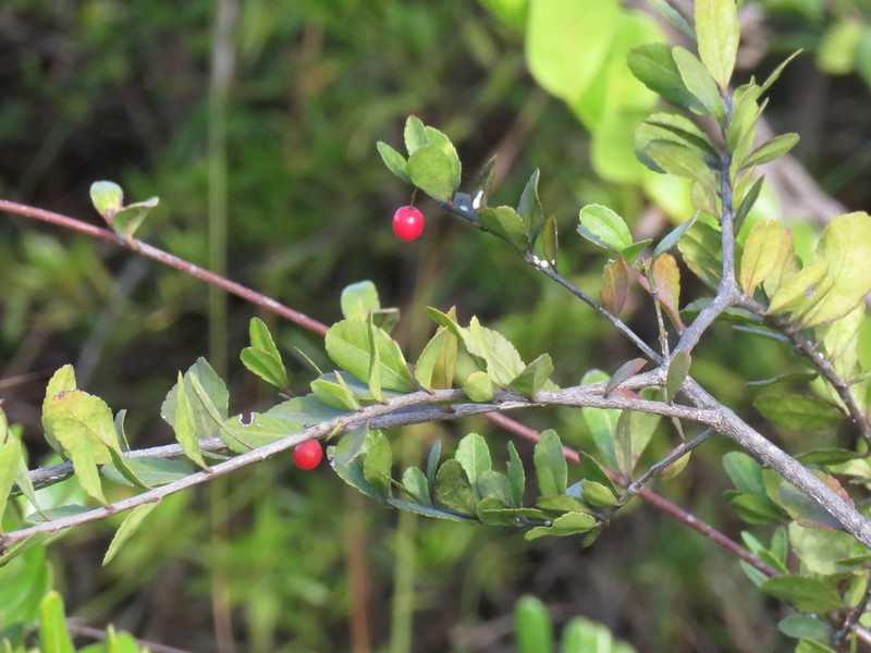 Maidenberry photo 8