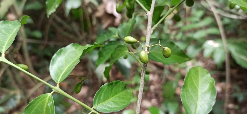 Crossopetalum serrulatum