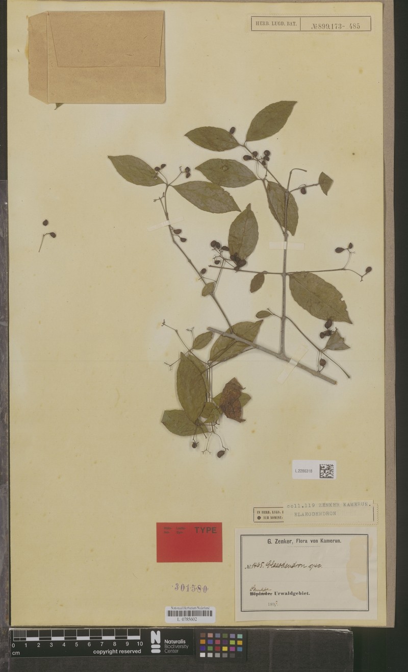 Crossopetalum serrulatum photo 2