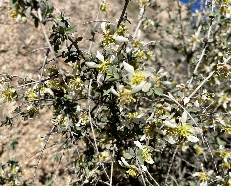 Ragged Rockflower