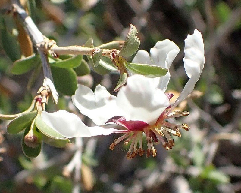 Ragged Rockflower photo 2
