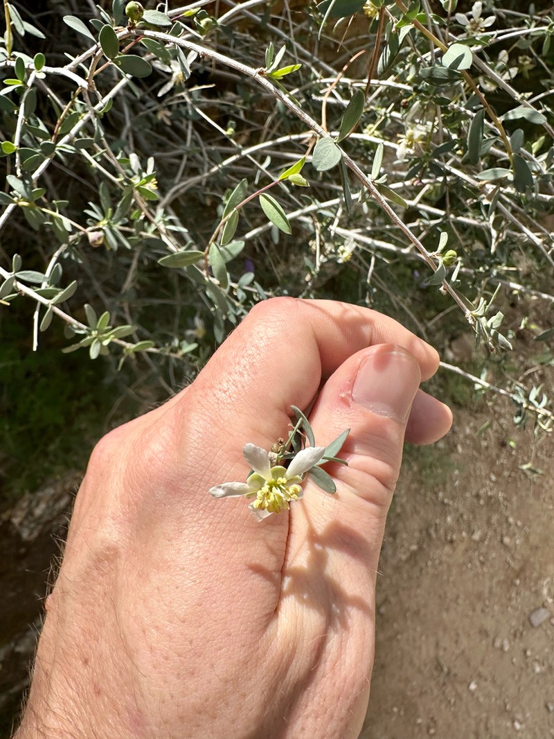 Ragged Rockflower photo 3
