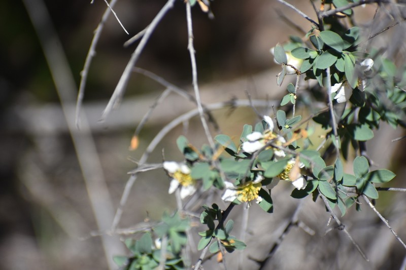Ragged Rockflower photo 4