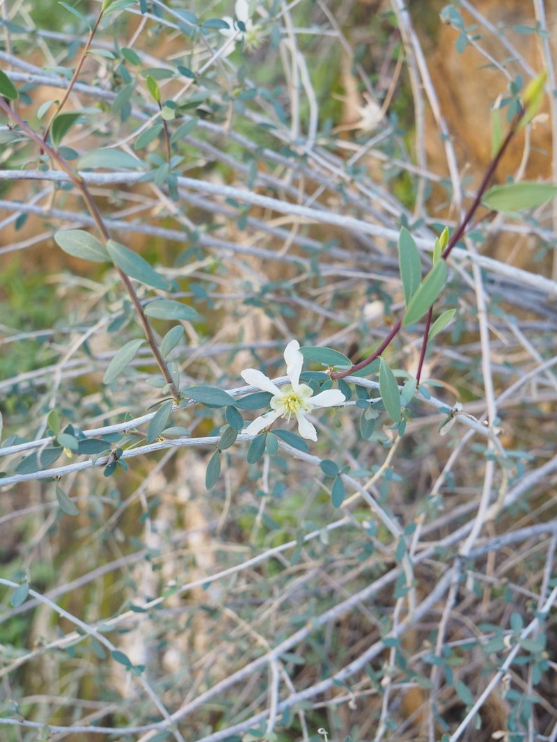Ragged Rockflower photo 5