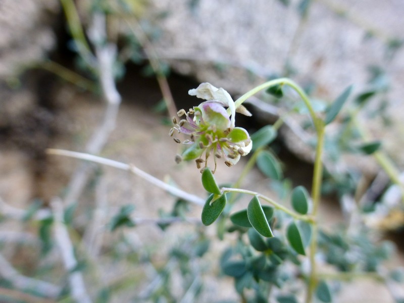 Ragged Rockflower photo 6