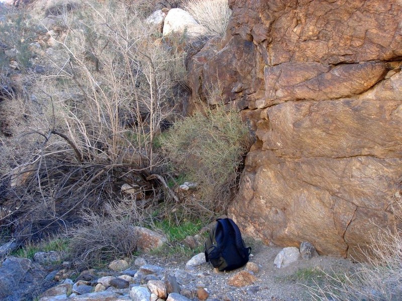 Ragged Rockflower photo 7
