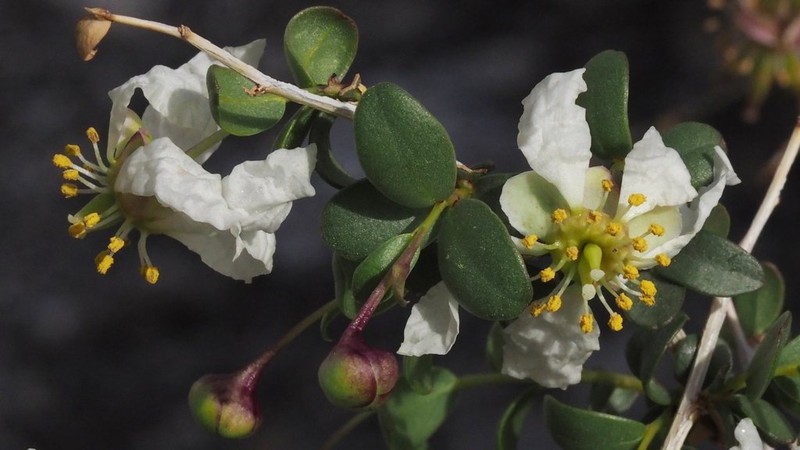 Ragged Rockflower photo 8