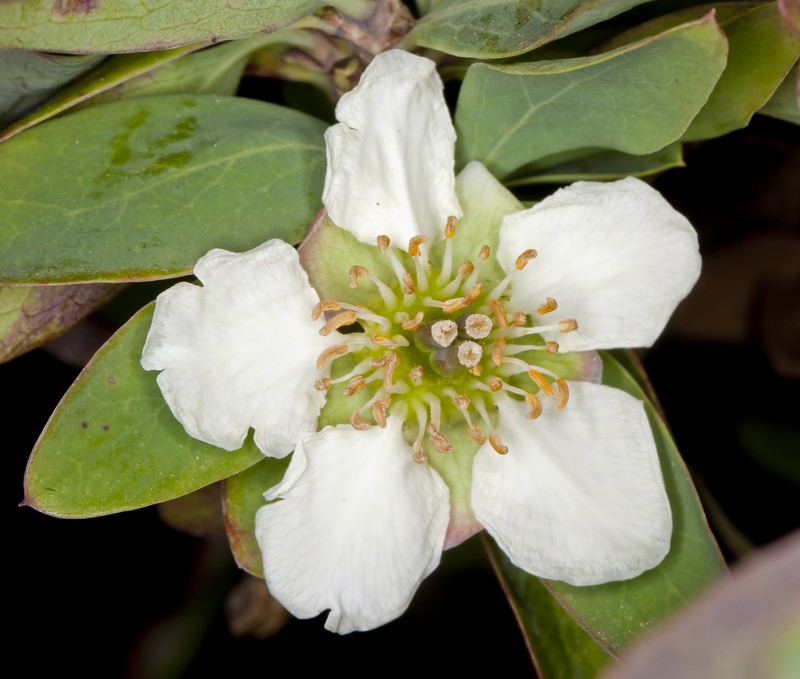 California Rockflower