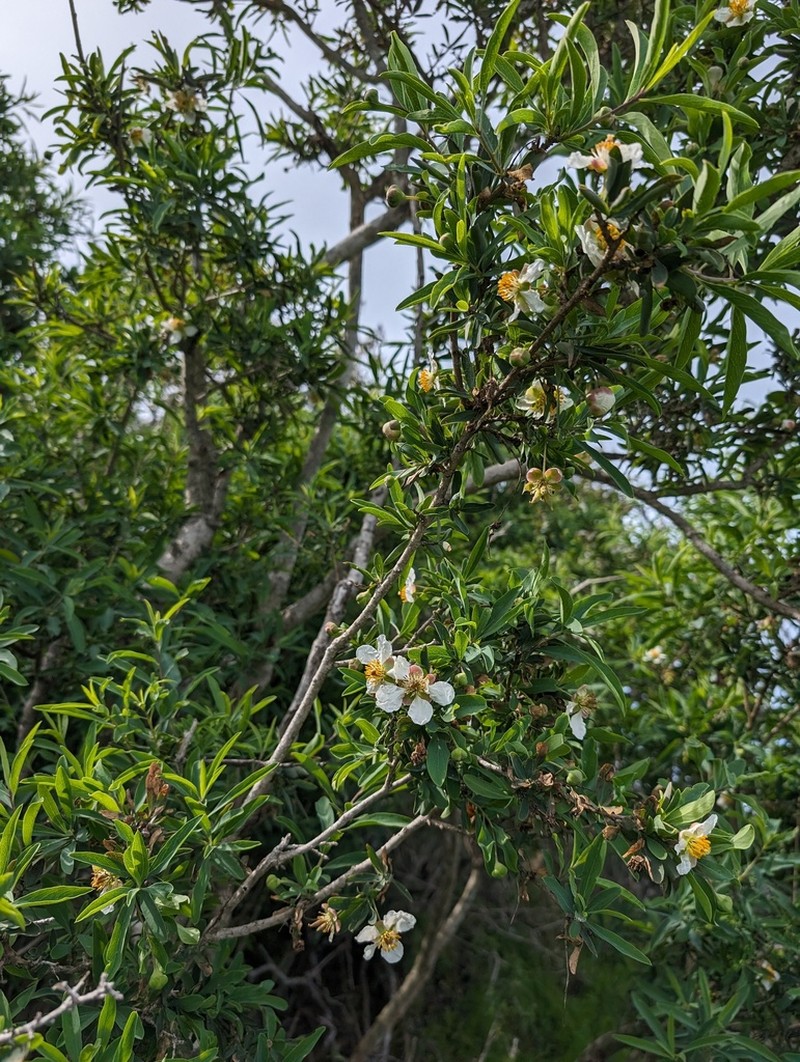 California Rockflower photo 3