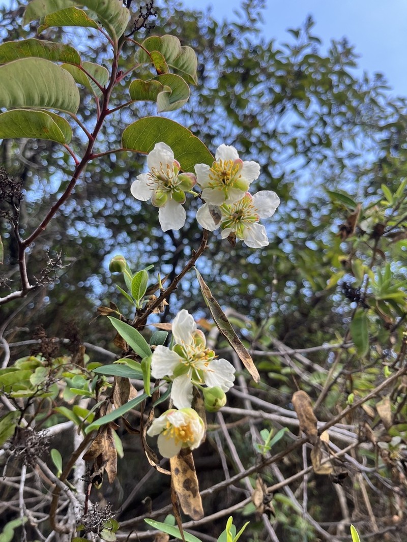 California Rockflower photo 4
