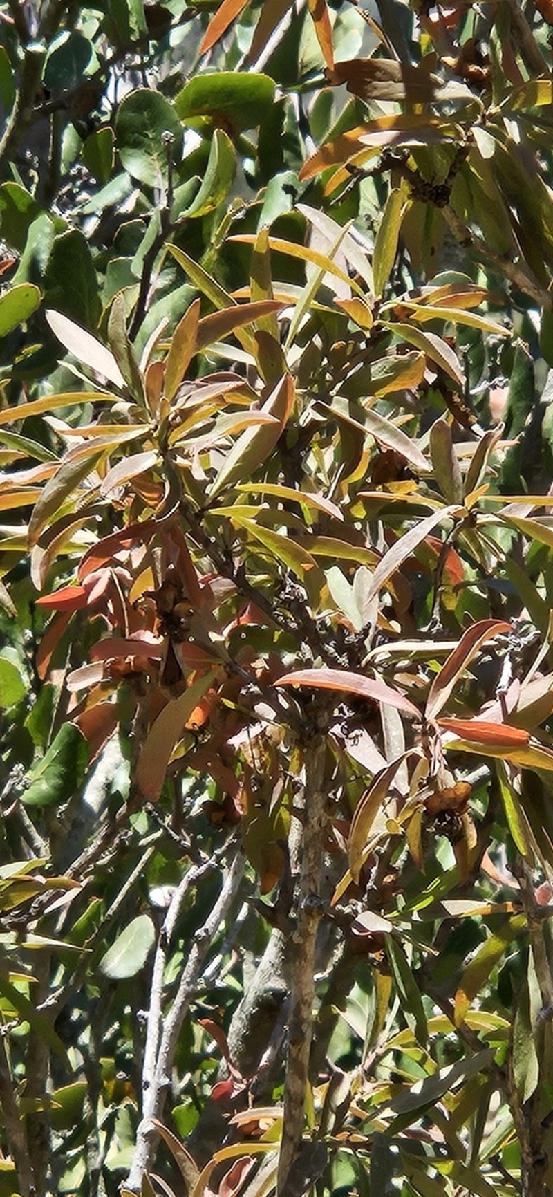 California Rockflower photo 5