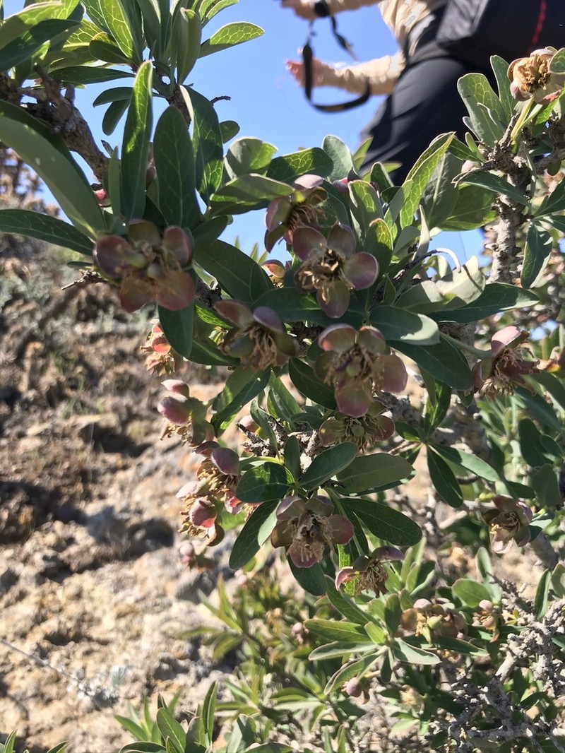 California Rockflower photo 6