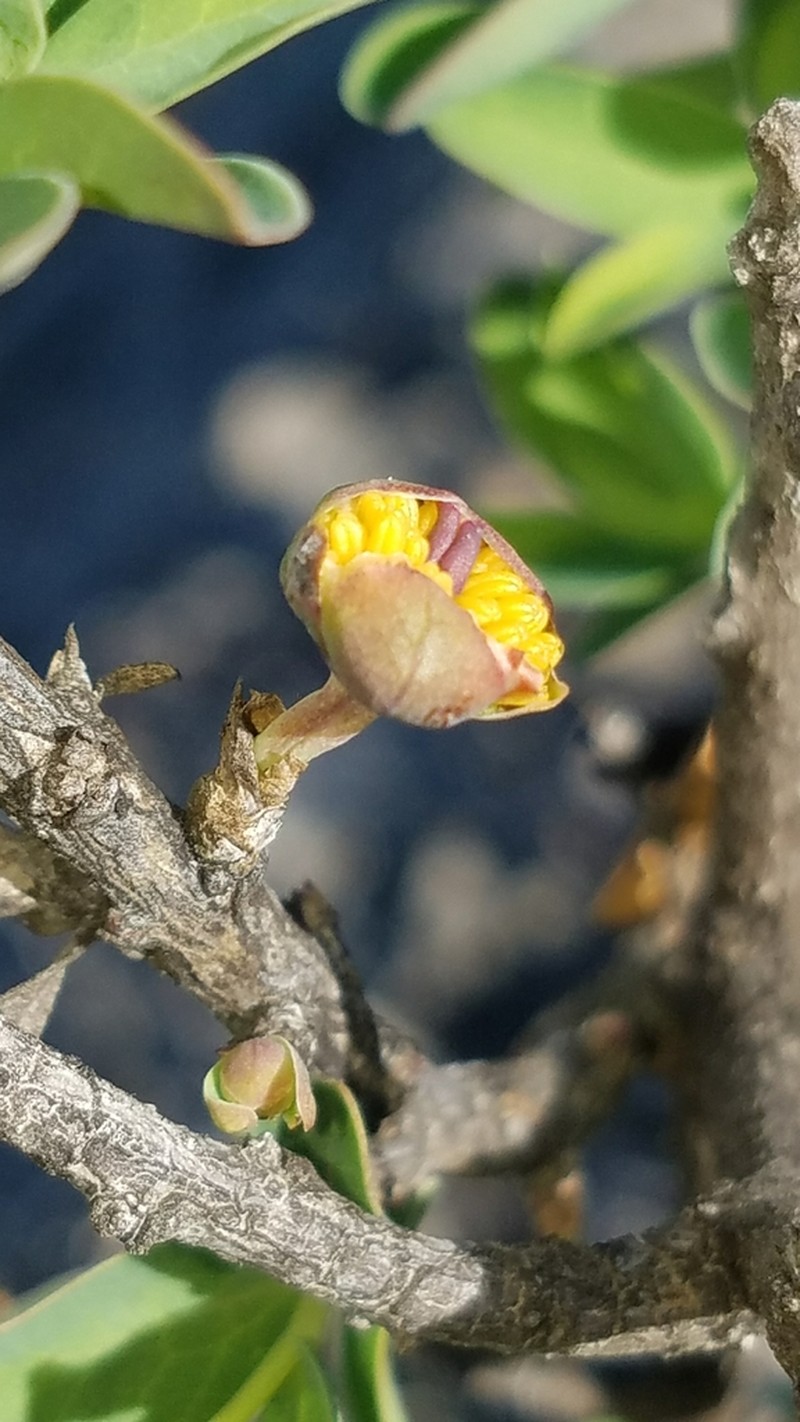 California Rockflower photo 7