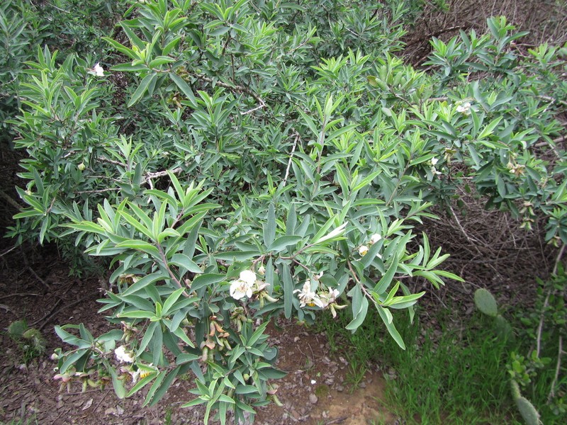California Rockflower photo 8
