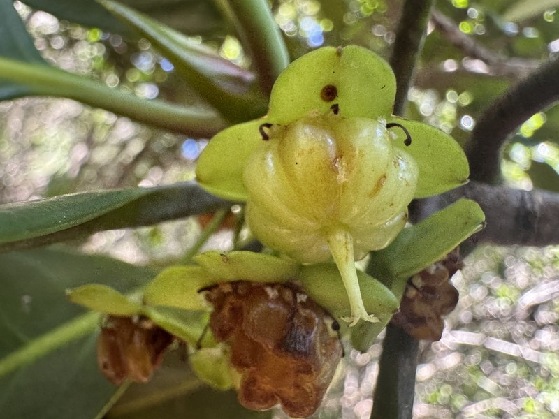 Crossostylis sebertii
