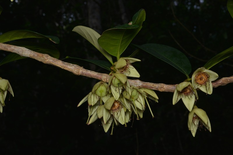 Crossostylis sebertii photo 2