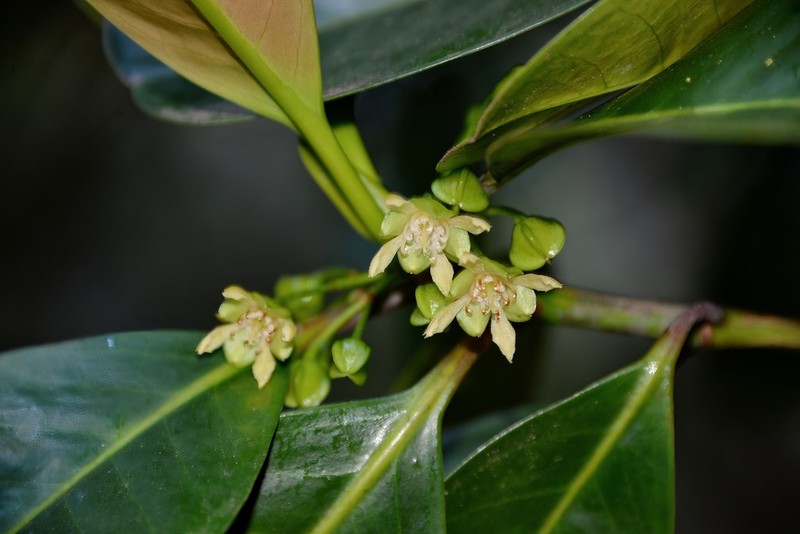 Crossostylis sebertii photo 3