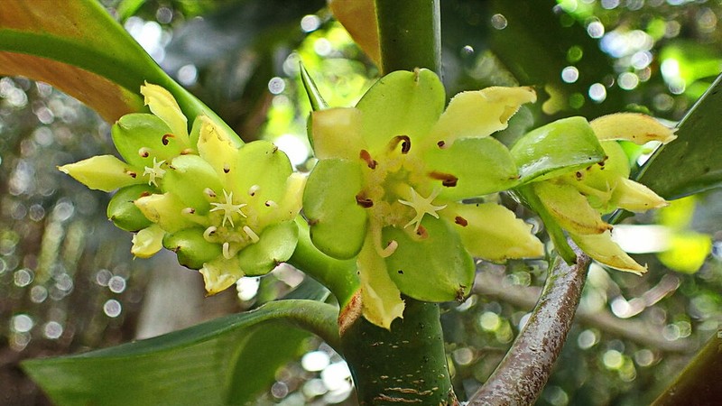 Crossostylis sebertii photo 4