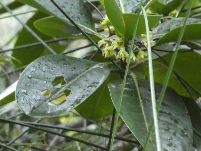 Crossostylis sebertii photo 6