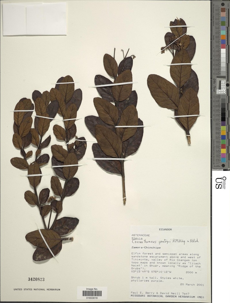 Crossothamnus gentryi