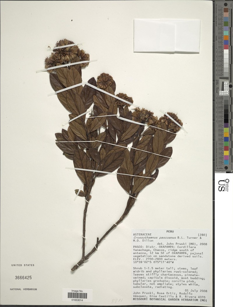 Crossothamnus pascoanus