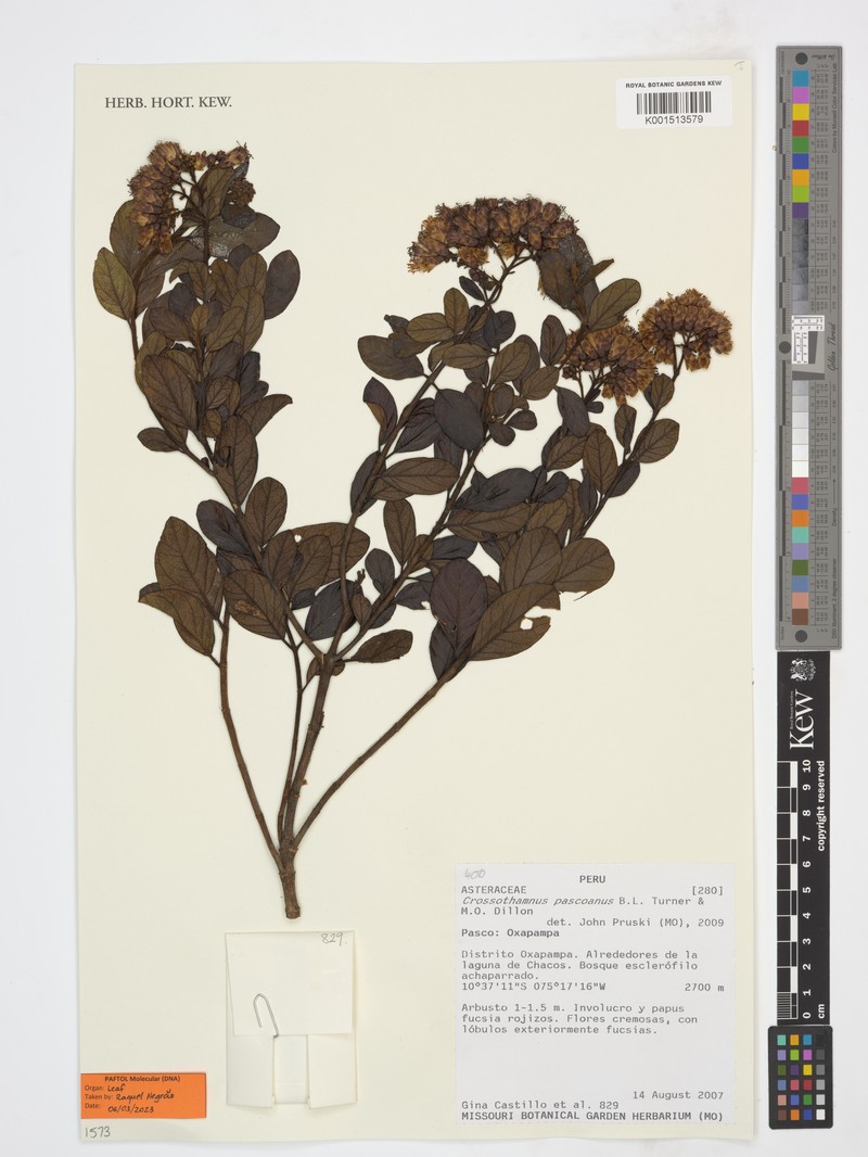 Crossothamnus pascoanus photo 2