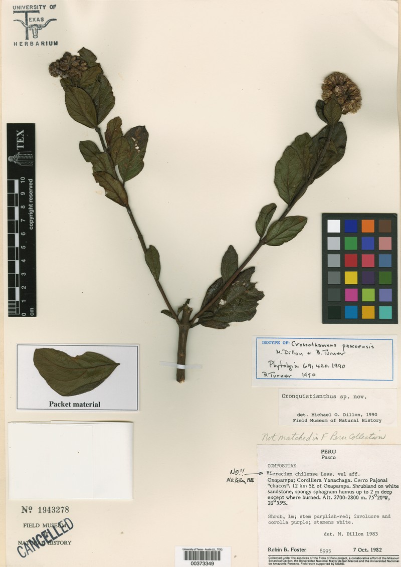 Crossothamnus pascoanus photo 4