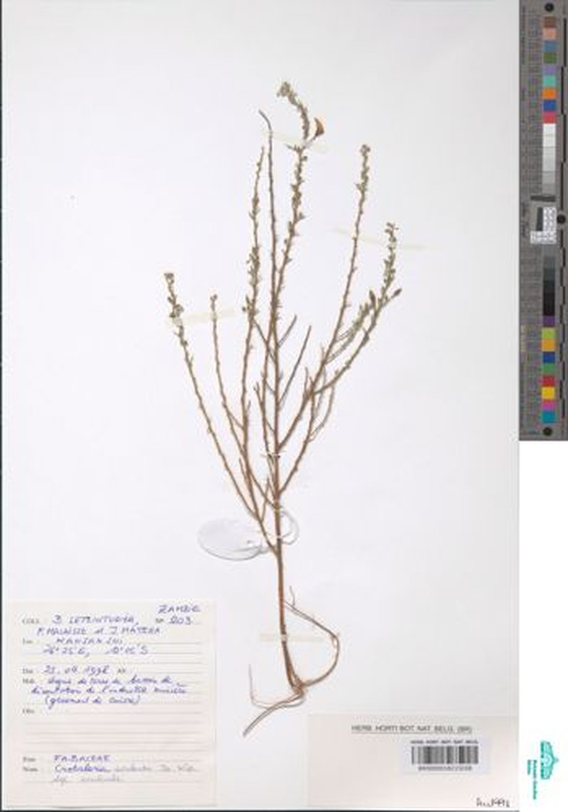 Crotalaria aculeata subsp. aculeata