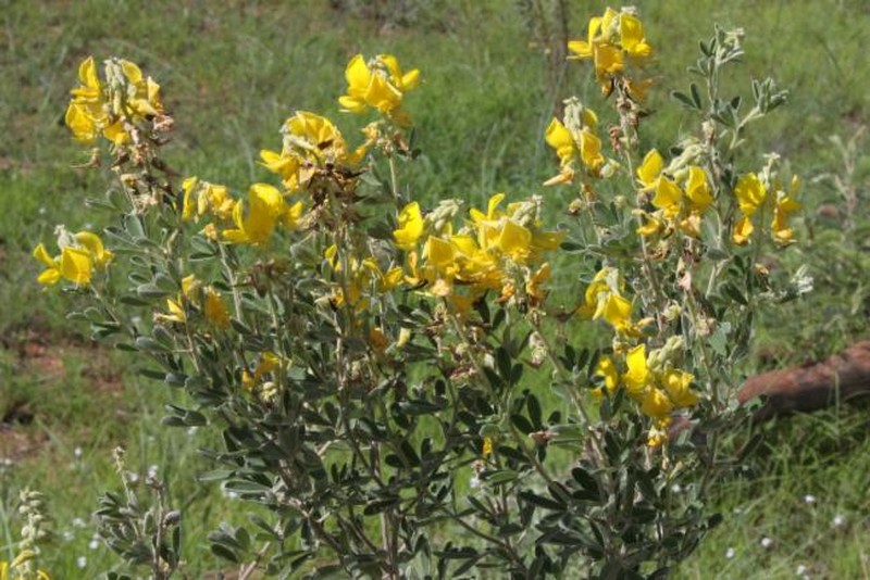 Crotalaria aridicola subsp. aridicola