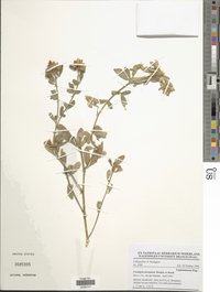 Crotalaria atrorubens